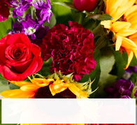 Flowers & Plants
