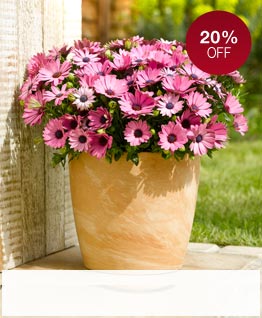 Outdoor Plants