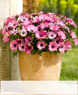 Outdoor Plants