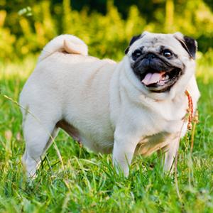 james wellbeloved light 12.5 kg