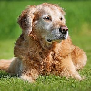 james wellbeloved senior 15kg