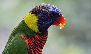 Sony, SAL55300, 55-300mm, f/4.5-5.6 SAM Telephoto Lens, Camera Lens