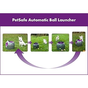 Dog Dogs Playtime Toy Treats Interactive Play Ball Launcher Automatic Entertainment Fun Game Fetch