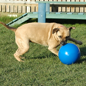 boomer ball for dogs