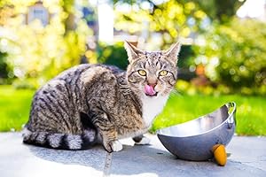 thrive complete kitten