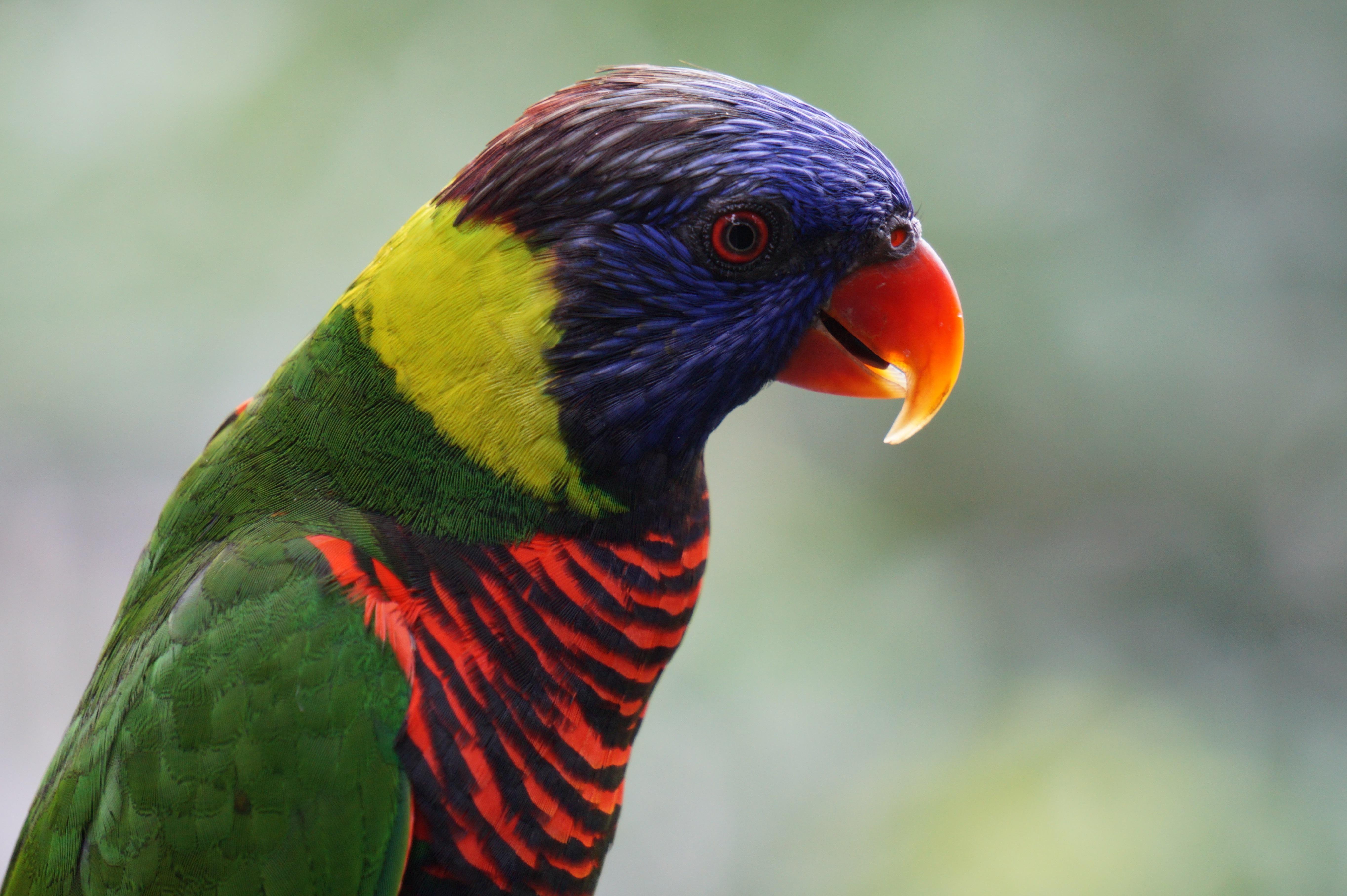 Sony SEL55210 E Mount APSC 55210 mm F4.56.3 Amazon.co.uk Camera