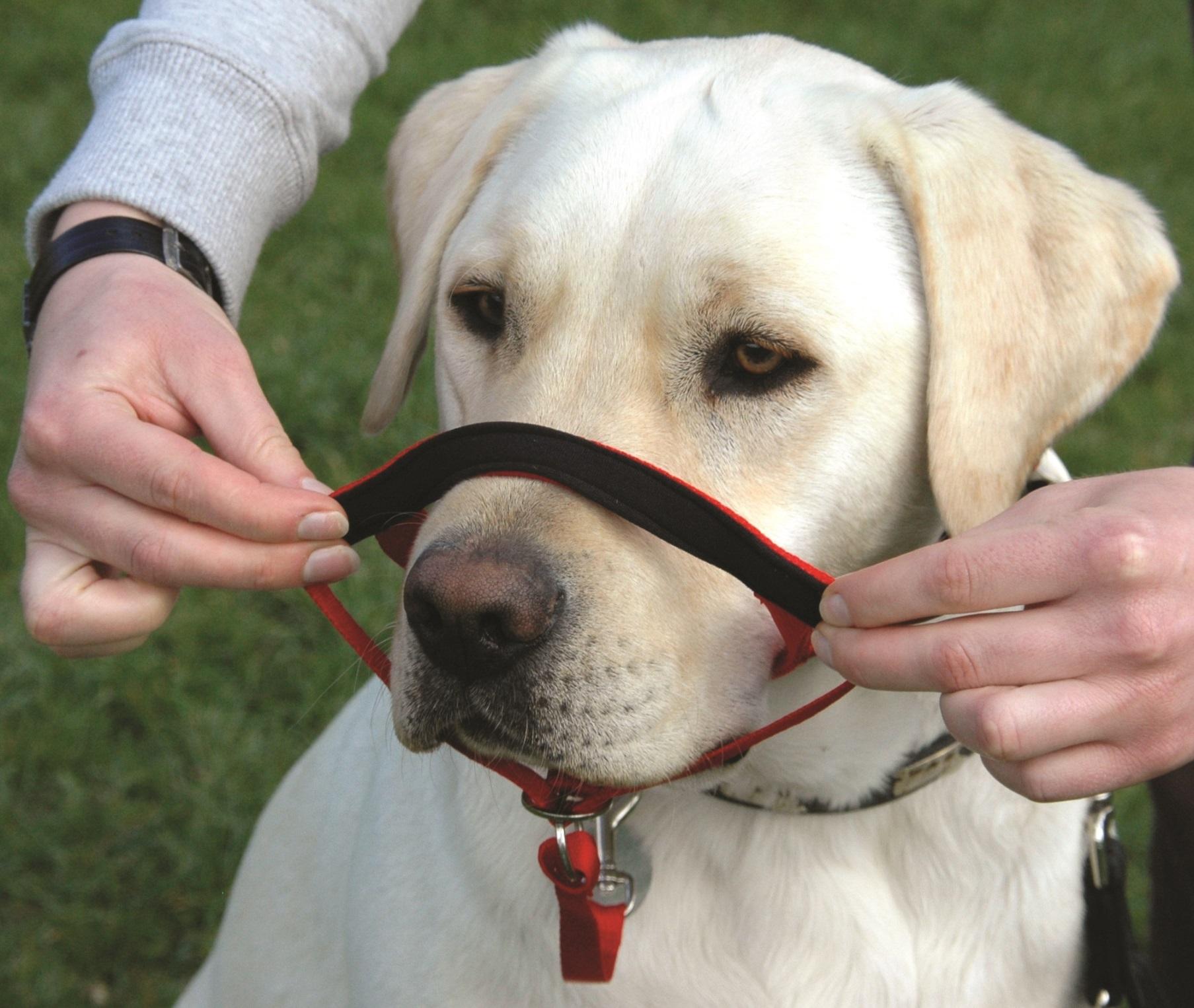 Halti Headcollar, Black, Size 3 Amazon.co.uk Pet Supplies