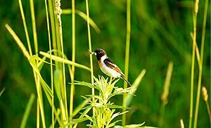 Sony, SAL55300, 55-300mm, f/4.5-5.6 SAM Telephoto Lens, Camera Lens