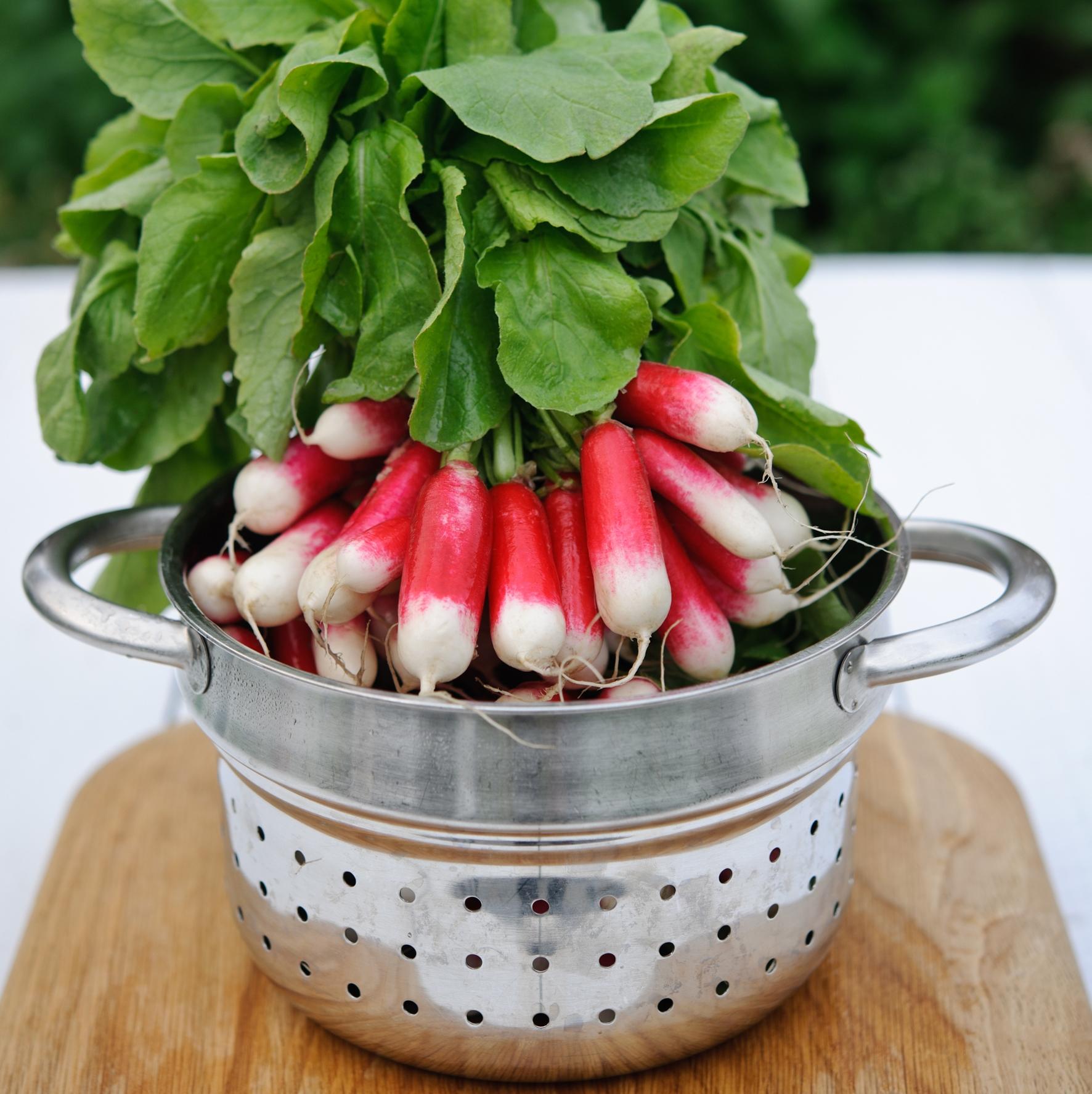 Farm Folk French Breakfast Bunched Radish 150g Amazon.co.uk Grocery