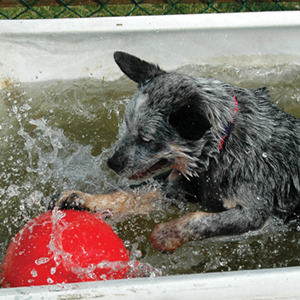 boomer ball for dogs