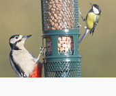 Garden Bird & Wildlife Care