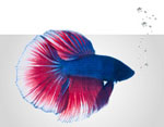 Fish & Aquatic Pets