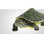 Reptiles & Amphibians