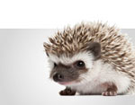 Wildlife