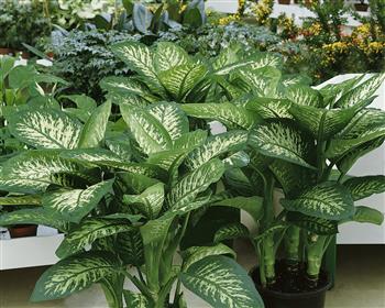Dominik Blumen und Pflanzen, Dieffenbachia Tropic, 12cm