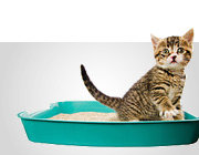 KATZENTOILETTEN