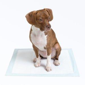 Amazon Basics Lot De 150 Tapis Educateurs Pour Apprentissage De La Proprete Normal Amazon Fr Animalerie