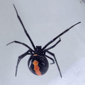 Amazon フマキラー カダン プレミアム クモ 殺虫 駆除 巣を張らせない ハンドスプレー 1000ml 園芸用害獣 害虫忌避剤