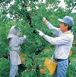 Amazon Co Jp チョーヤ さらりとした梅酒 1800ml 食品 飲料 お酒