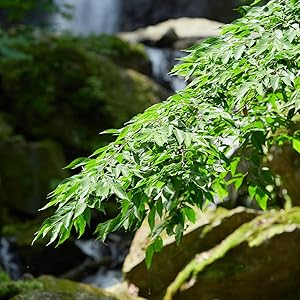 自然が生んだ天然水