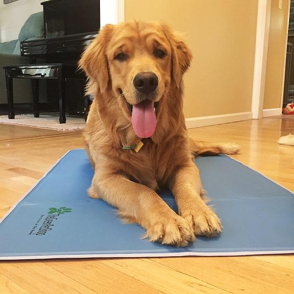 the green pet shop cooling pad reviews