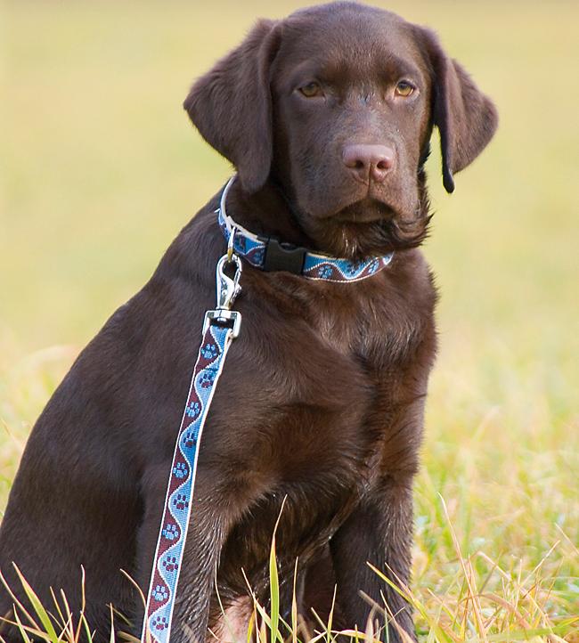 Lupine Muddy Paws Adjustable Collar for Dogs with 15to25Inch Necks