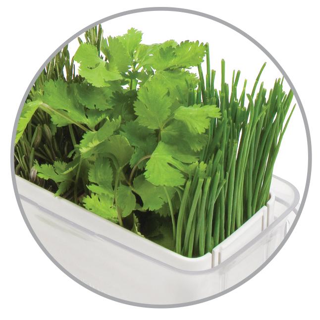 COLE & MASON Fresh Herb Keeper, Container, Clear Amazon.ca Home & Kitchen