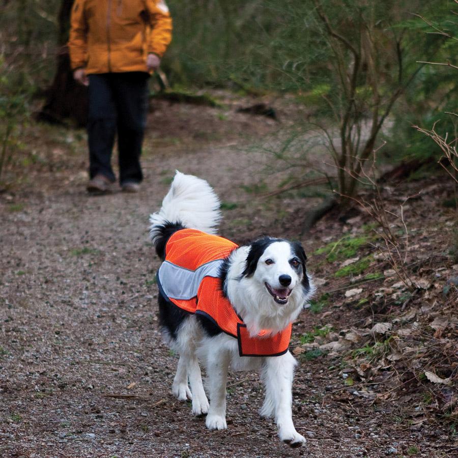 CANINE FRIENDLY High Visibility Dog Vest, Large Amazon.ca Pet Supplies