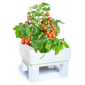 SeedBox SBCOME - Huerto Urbano de canónigos y Espinacas (Colección ...