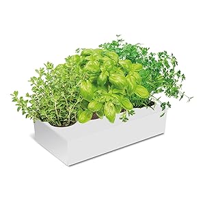 SeedBox Spice Box SBAROM - Huerto Urbano, 4 aromáticas, (albahaca ...