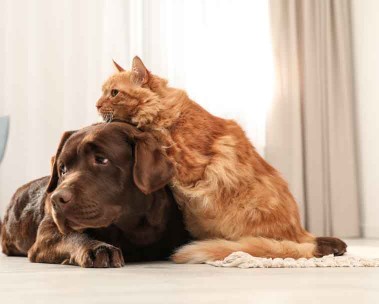 Los más vendidos en mascotas