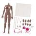 Flameer 1/6 Scale Female Seamless Body Large Bust Stainless Steel Figure Doll Gift New Wheat Skin