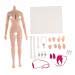 Flameer 1/6 Scale Seamless Female Figure Body Steel Skeleton for Phicen 27cm Height Normal Skin