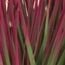 Decorative Grass Bushes - Set Of 3, Shades Of Red