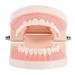 Baoblaze Teeth Teaching Model for Child Oral Tooth Care Model Adult Teeth Gums