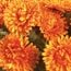 Collections Etc Floral Mums Artificial Maintenance-Free Flower Bush - Set of 3, Yellow