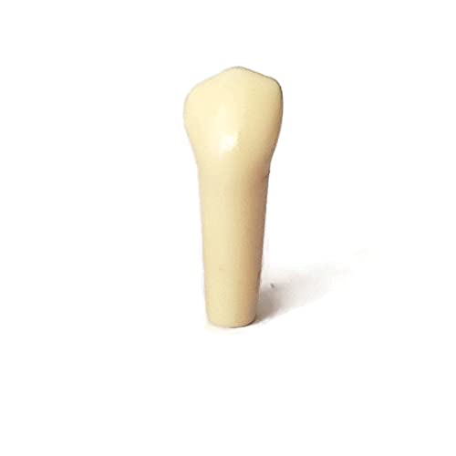 Frasaco Replacement AG-3 Typodont Practice Teeth for Dental Manikin ORE/LDS exams (Pack of 10, Tooth # 44)