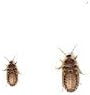 Blaptica dubia 500 Medium Dubia Roaches in CUP