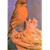 Canary Breeding by
