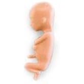 Fetus, 13 Weeks
