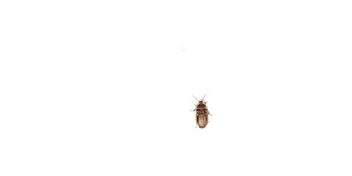 Dubia Roaches 500 Small by Dubia Roaches