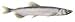 Icelandic+ Plus Capelin Whole Fish & Pieces Dog Treat 2.5-oz Bag