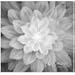 Dream Big~Onyx~Digital Floral Panel 43'' x 43'' Cotton Fabric by Hoffman