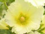 25 YELLOW HOLLYHOCK Alcea Rosea Flower Seeds Perennial *Comb S/H