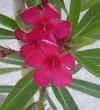 CSNCH 5 Seeds of Nerium Oleander Hardy Red Oleander Seeds