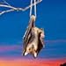Collections Etc Halloween Hanging Swinging Bat with Realistic Details