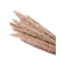 15 Pcs Natural Dried Small Pampas Grass,Reed Plume, Phragmites Communis,Wedding Flower Bunch, 20 Inch Tall Home Decor (Primary Colour)