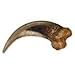 Striped Skunk Claw (Natural Bone)