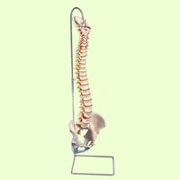 Lifetime Flexible Spine Model