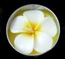 Signature Flower Frangipani Aromatherapy Relax Frangipani White Candle in Tea Lights (Pack of 10 Pcs.)
